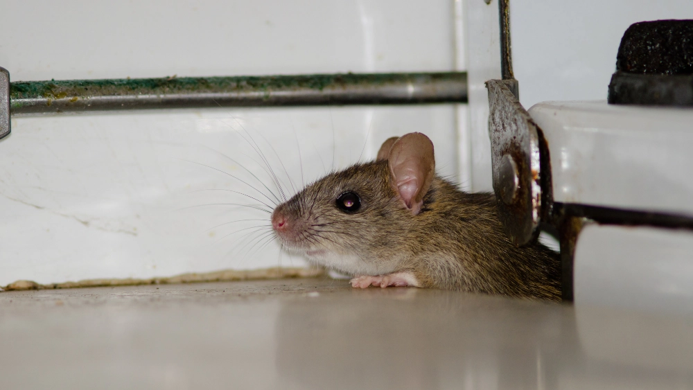 How to Tell If You Have Rats or Mice in Your Home