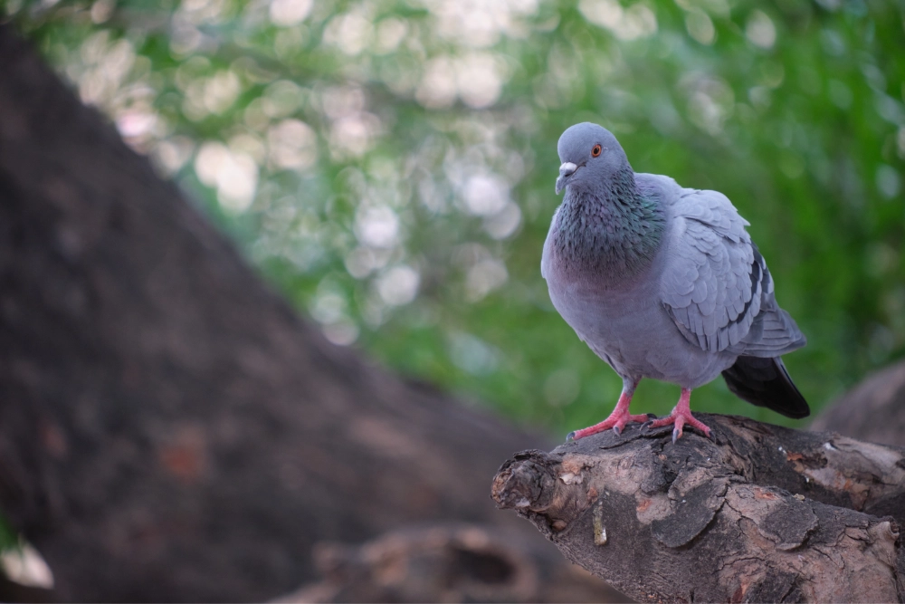Bird Control Milton Keynes - Expert Pigeon Removal service