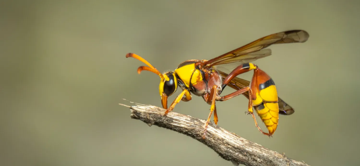 Wasps Pest Control | Pest Gone