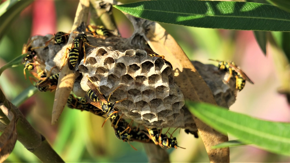 Wasp flying near a garden during late summer