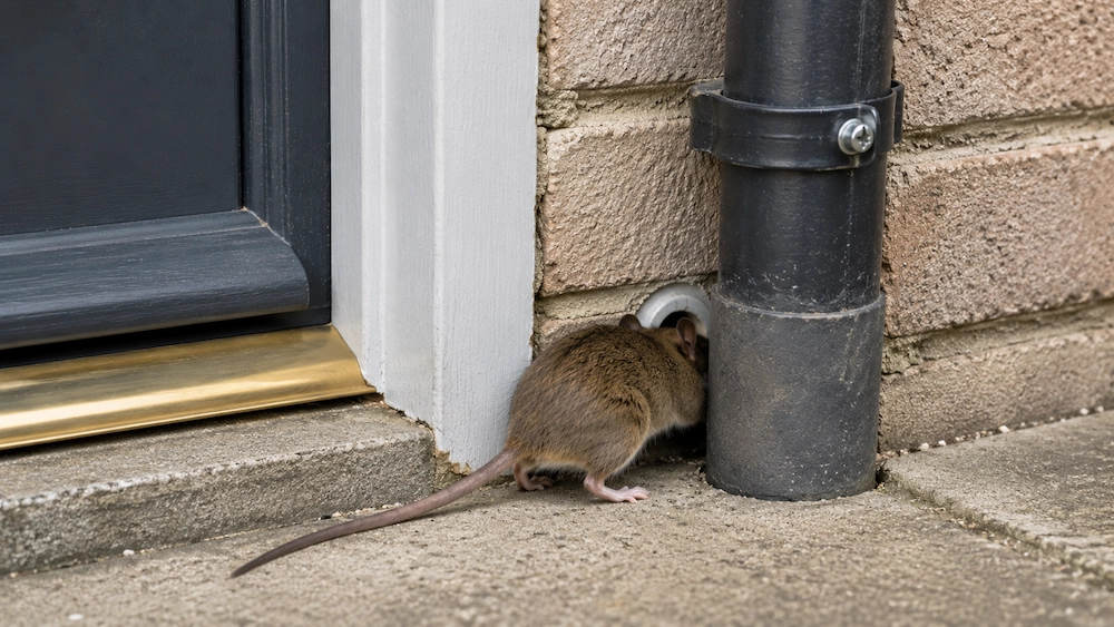 Why Rodents Keep Coming Back After DIY Treatment