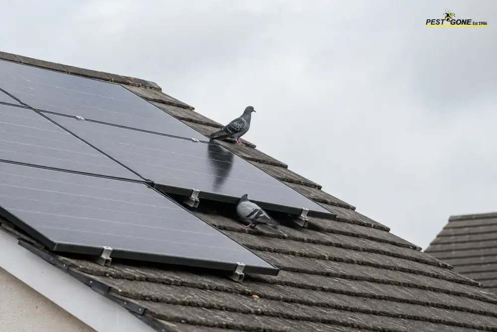 Your Solar Panels Are Perfect for Pigeons: Here’s Why They Keep Nesting Under Them