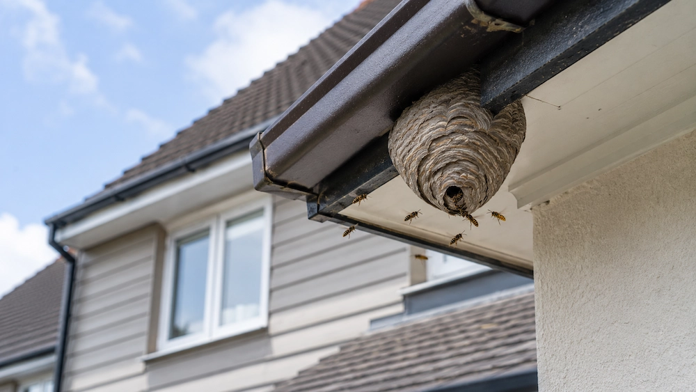 What to Do If You Find a Wasp Nest Near Your Home