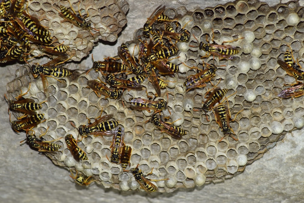 How to Tell If You Have a Wasp Nest on Your Property